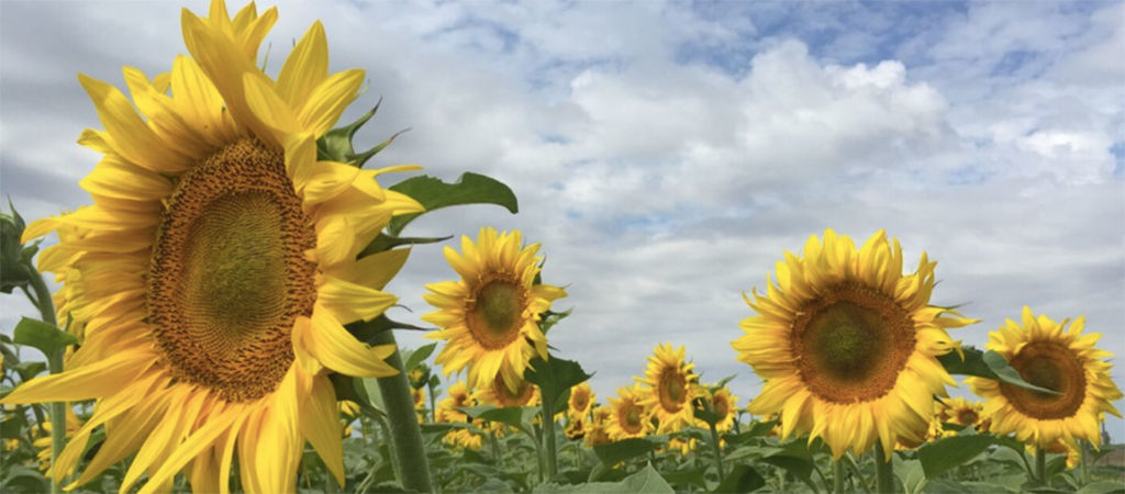 sunflower field 
